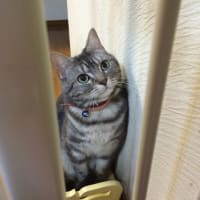 ポーズを決めているでしょう(^o^)