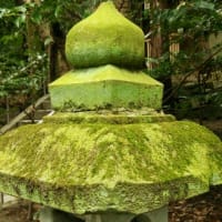 苔が素敵