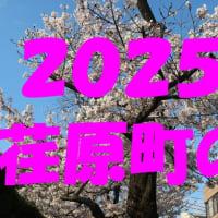 ２０２５年★荏原町駅周辺の桜