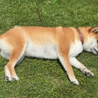 久しぶりのチャレンジで足がすくんだ柴犬ひのき