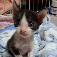  ニャオハです