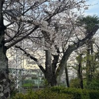樹齢50年以上の桜