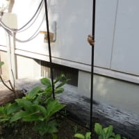 酷暑の夏にfogのリネンを・・・