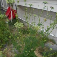 「これって、パセリか？こんな花が咲くんだ。アカスジカメムシが交尾しているぞ！」と気づいた植物がご近所に有りました