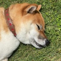 久しぶりのチャレンジで足がすくんだ柴犬ひのき