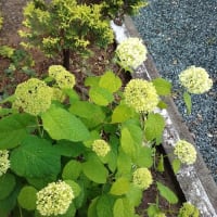土曜日から、ずーっと雨・・・。今朝は、時折雷も伴って降っています！！