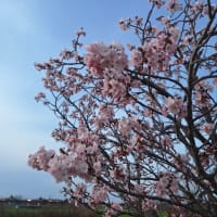 桜満開♪