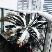 家にいるだけで世界は救える