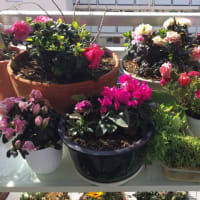 花に癒されています