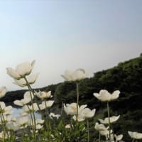 天上の花々～チングルマ