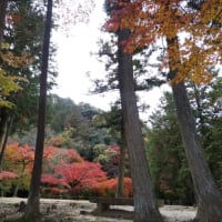 紅葉狩りに行きました