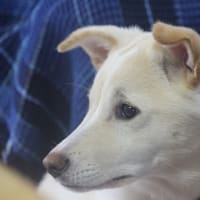 ドアップ