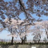 東村山。桜のある風景。