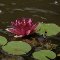 気温が上がる前に。