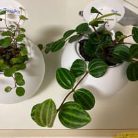 🌸多肉植物🌸