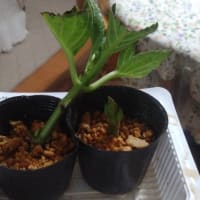 アジサイの挿し穂を購入した