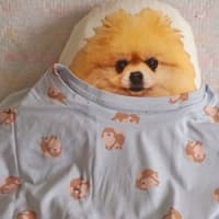 ポメ～！！