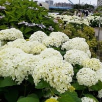 旧中川の紫陽花