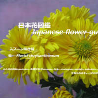 黄色い太陽？！yellow sun? !