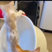 企業に捨てられた猫達のその後