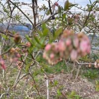 花芽の咲き方