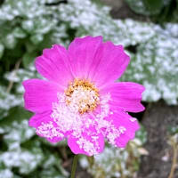 札幌市　清田区　初雪です