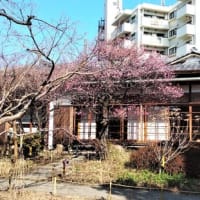 向島百花園。花が咲きそろう季節。
