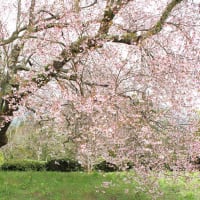 春ふる天蓋、尾根の桜