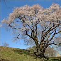 「鉢形城公園」内で咲く 氏邦桜とカタクリ
