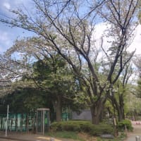 駒場野公園の桜　2024