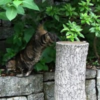 ねこさん
