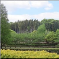 於大公園 ： 花見2024・・・今年於大公園で咲いた２０種類の桜景色をご覧ください。