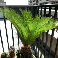 「蘇鉄の新芽」が随分と伸びてきました