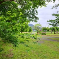 アオモミジの季節になりますね