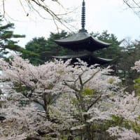 福泉寺の桜　2025　参