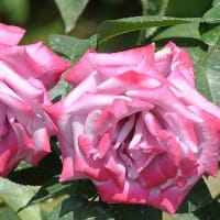 花房