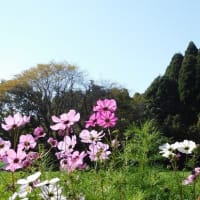 １１月の暖かな日を指す「小春」でした