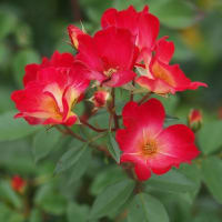 終盤の薔薇たち
