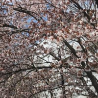 🌸さくらと鯉のぼり