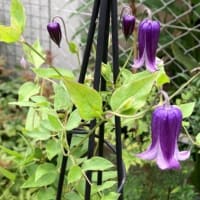 そして誰も居なくなった・・・になりそうな庭