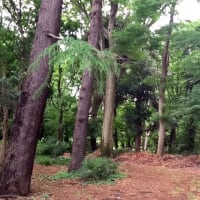 岡本の急坂・第六天の森跡？
