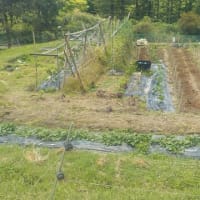 落花生とイチゴ、サツマイモの畝　耕す準備をしました