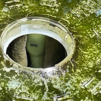 今週の水草水槽＆にゃんこ＆錦鯉水替え 2025.6.6