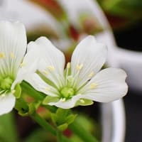 ハエトリソウの花