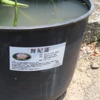 道成寺