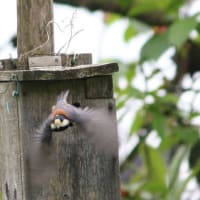 ヤマガラの餌運び