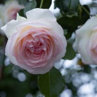 ●公園のユリノキの花　エゴノキの花　　バラ・ピエールドゥロンサール　真紅のバラ