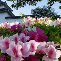 サクラのあとは・・・