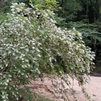 六甲山　ロックハイク　芦屋の岩場～荒地山周遊
