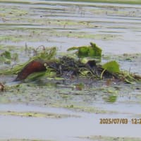 カイツブリの巣（鳰の浮巣）におのうきす2